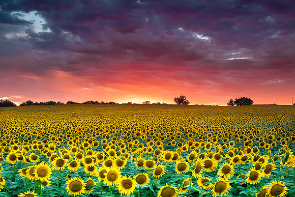Sunflower farm north of Lawrence, KS