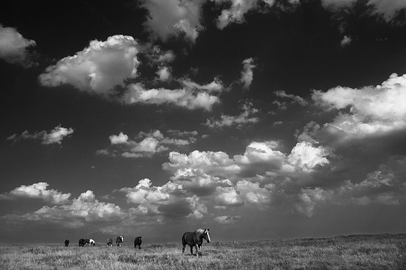 Leading the Herd