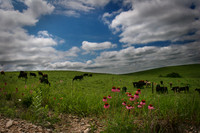Flint Hills Springtime Grazing