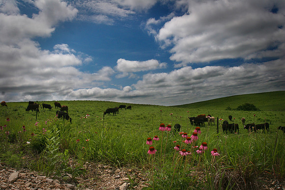 Flint Hills Springtime Grazing